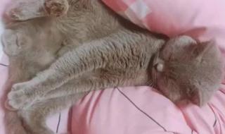 朕的爱妃是baby