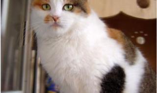 中华田园猫