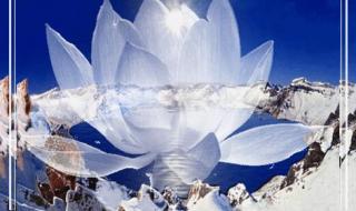 雪莲花图片